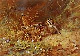 Woodcock and Chicks by Archibald Thorburn